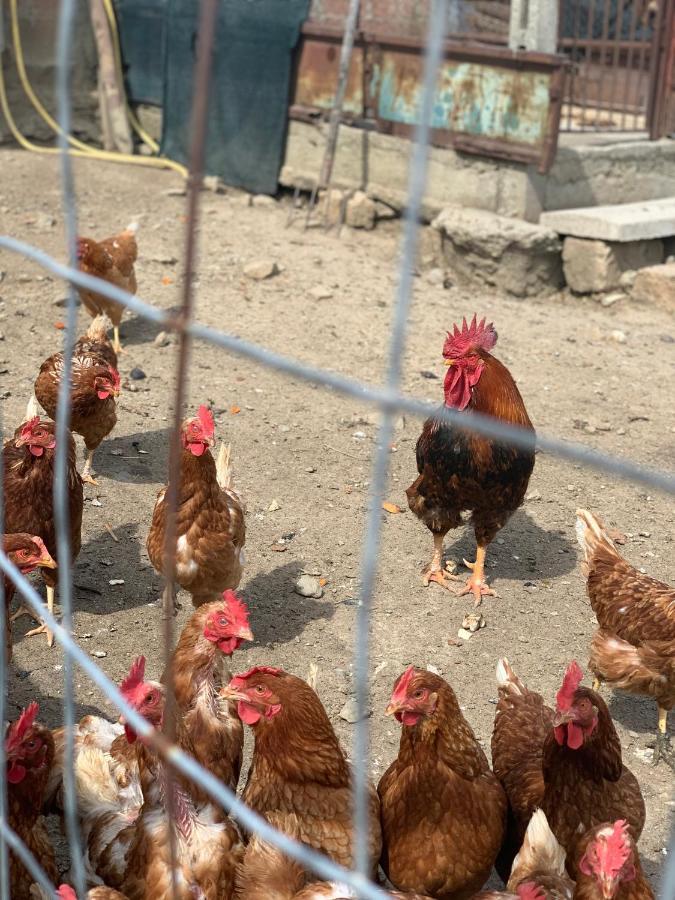Agriturismo Annibale Tuoro sul Trasimeno Exterior foto